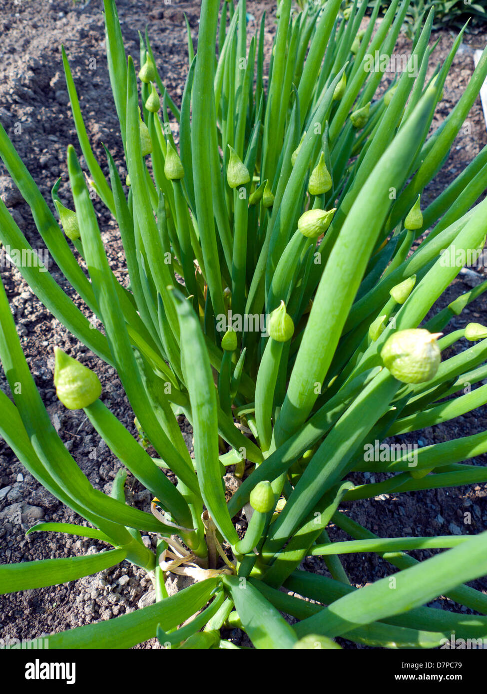 Welsh Onion plants (Allium fistulosum) growing in a vegetable garden in