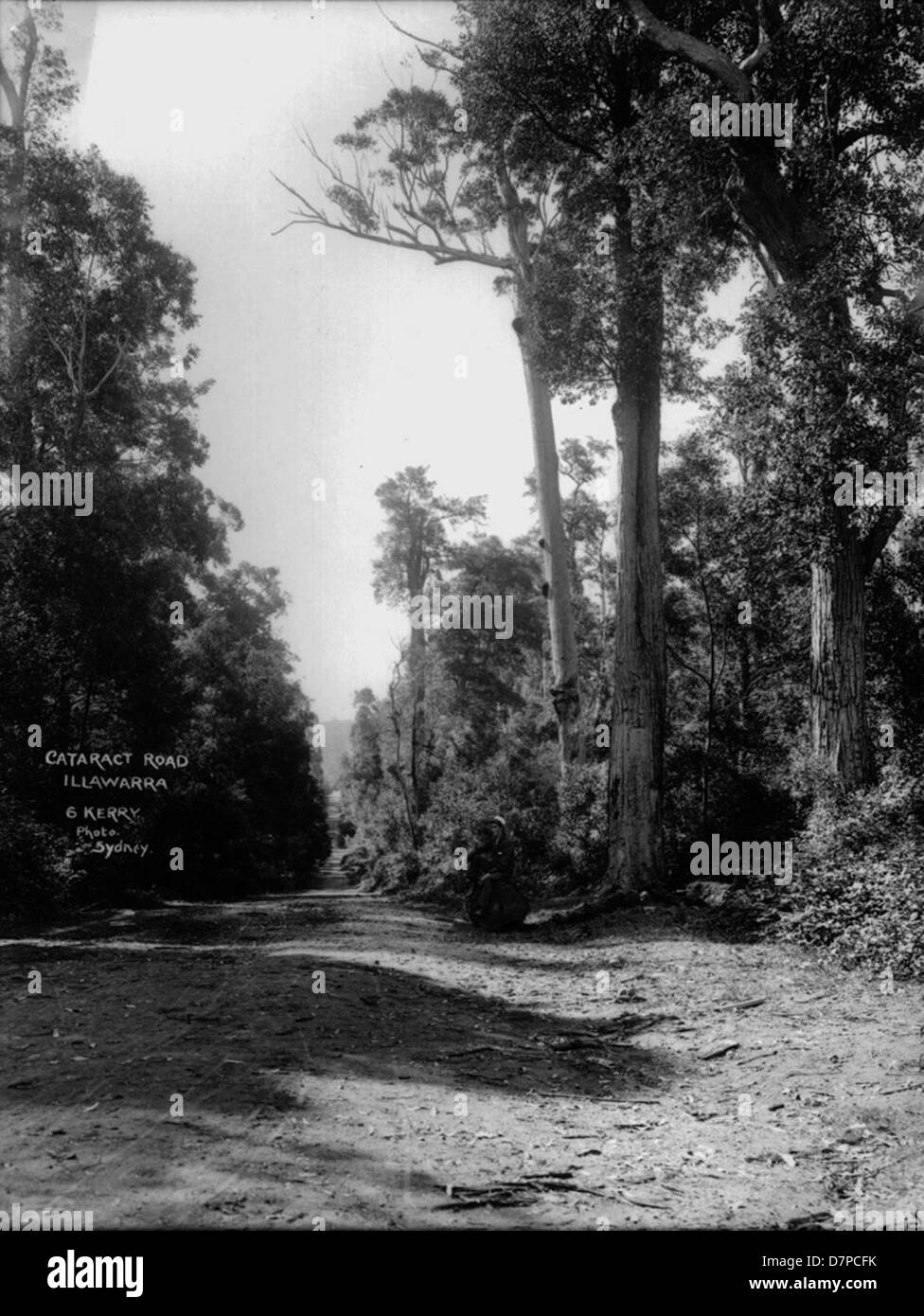 This historical image from the Illawarra Powerhouse Museum depicts Cataract Road, a scenic forest path lined with trees, showcasing the natural beauty of the Illawarra region in New South Wales, Australia. Stock Photo