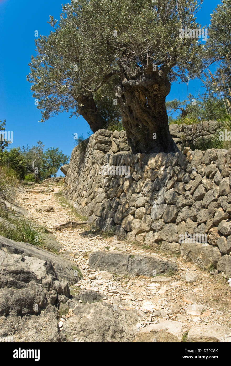 Kultur Olivenbaum High Resolution Stock Photography And Images Alamy