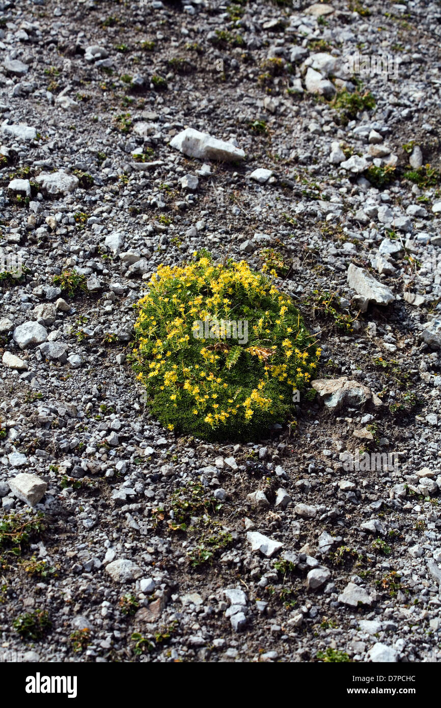 Yellow Whitlow-grass on footpath on the Schafcalanda beneath the  Mardisahorn Madrisa above Klosters Switzerland Stock Photo