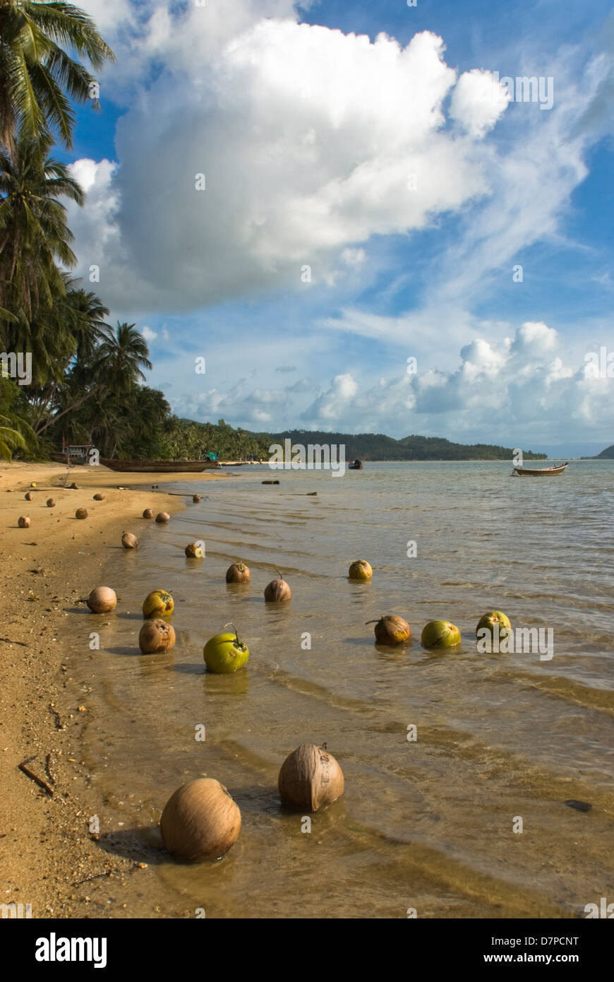 Plaay Ao Laem Bay, coconuts on the beach, coconut palm, coconut palm (Cocos nucifera), Ao Plaay Laem Bay, Kokosnuesse am Strand, Stock Photo