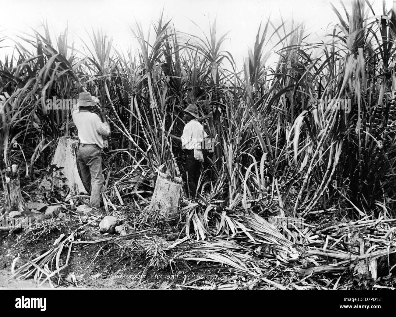 Sugarcane Black and White Stock Photos & Images - Alamy