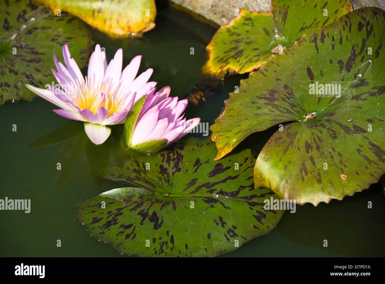 Lotusblueten lotus flowers, lotus flower (Nelumbo), Chiang Mai Stock Photo