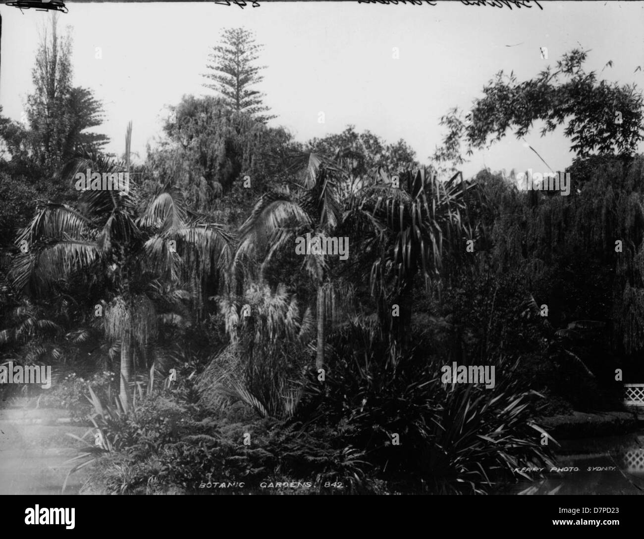 Royal botanic garden and sydney Black and White Stock Photos & Images ...
