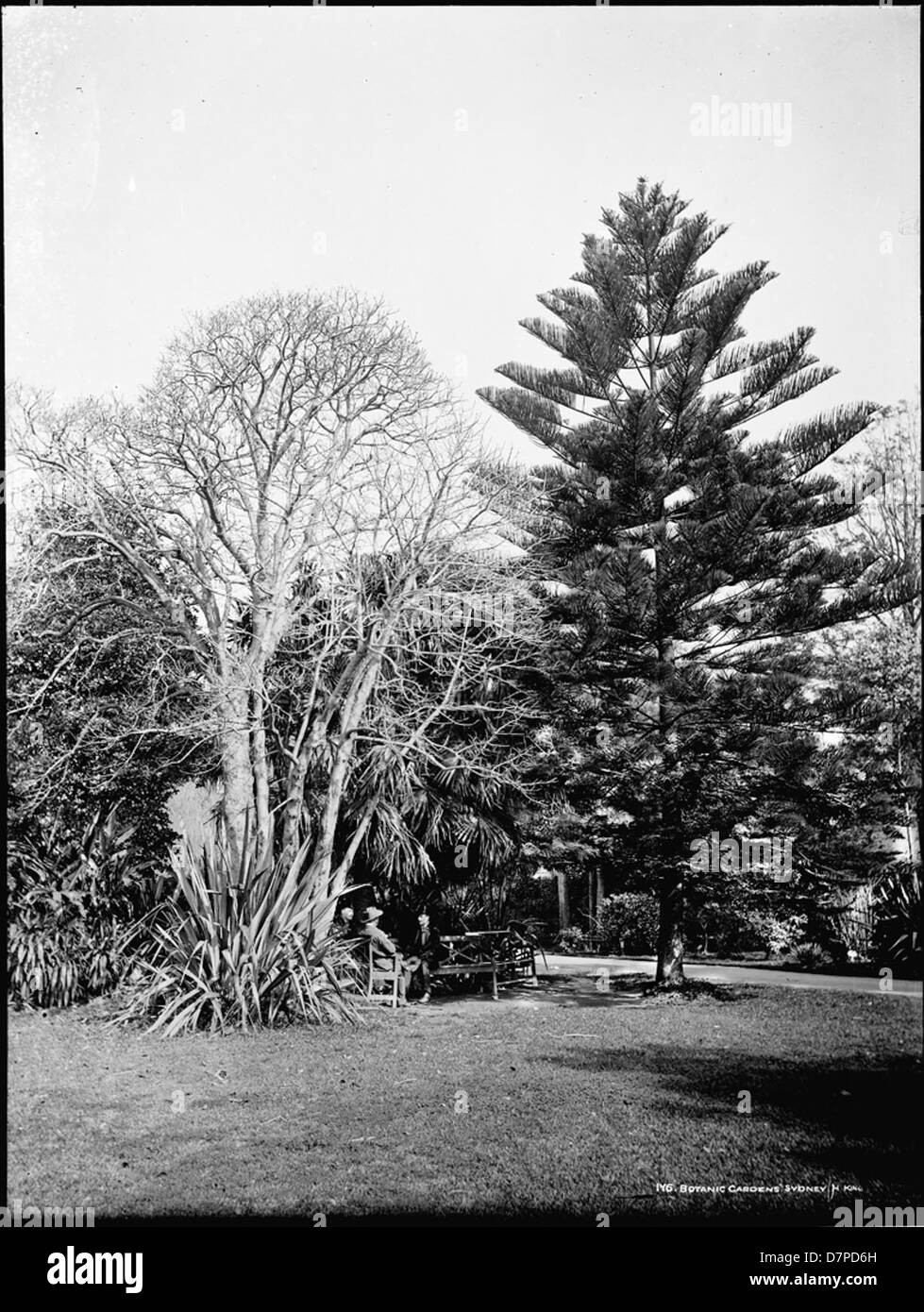 Identifier evergreen grass ladies path plants powerhousemuseum tree