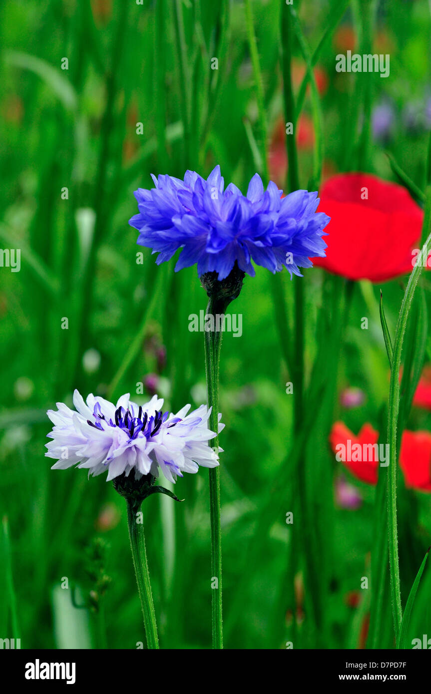 Field of wild mixed flowers ,selected to attract insects Stock Photo