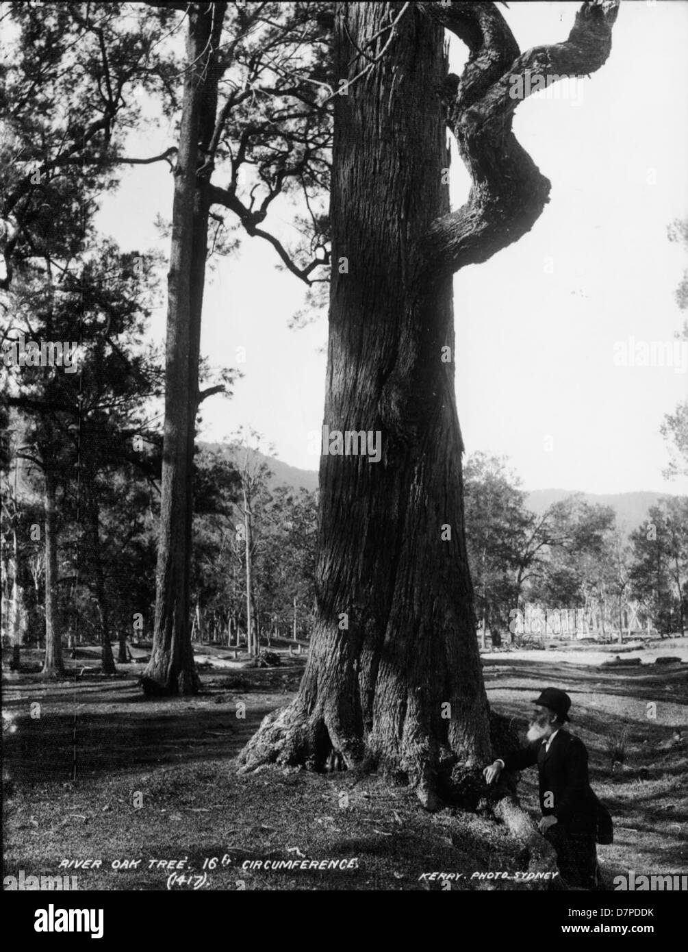 The River Oak tree, with a 16ft circumference, is a prominent specimen ...