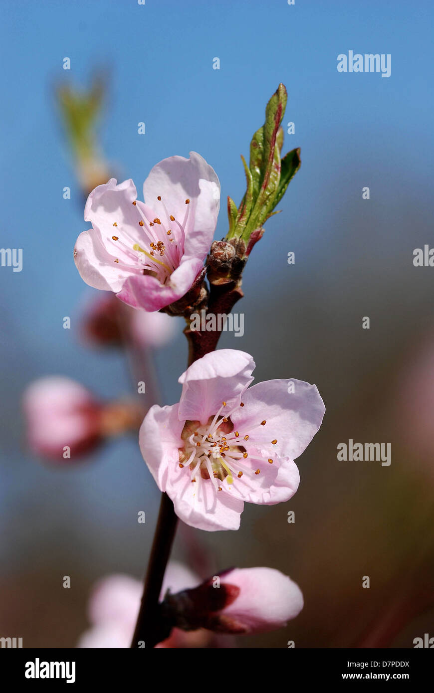 Peach tree blossom - close-up view, Pfirsichbaumbluete - Nahansicht ...