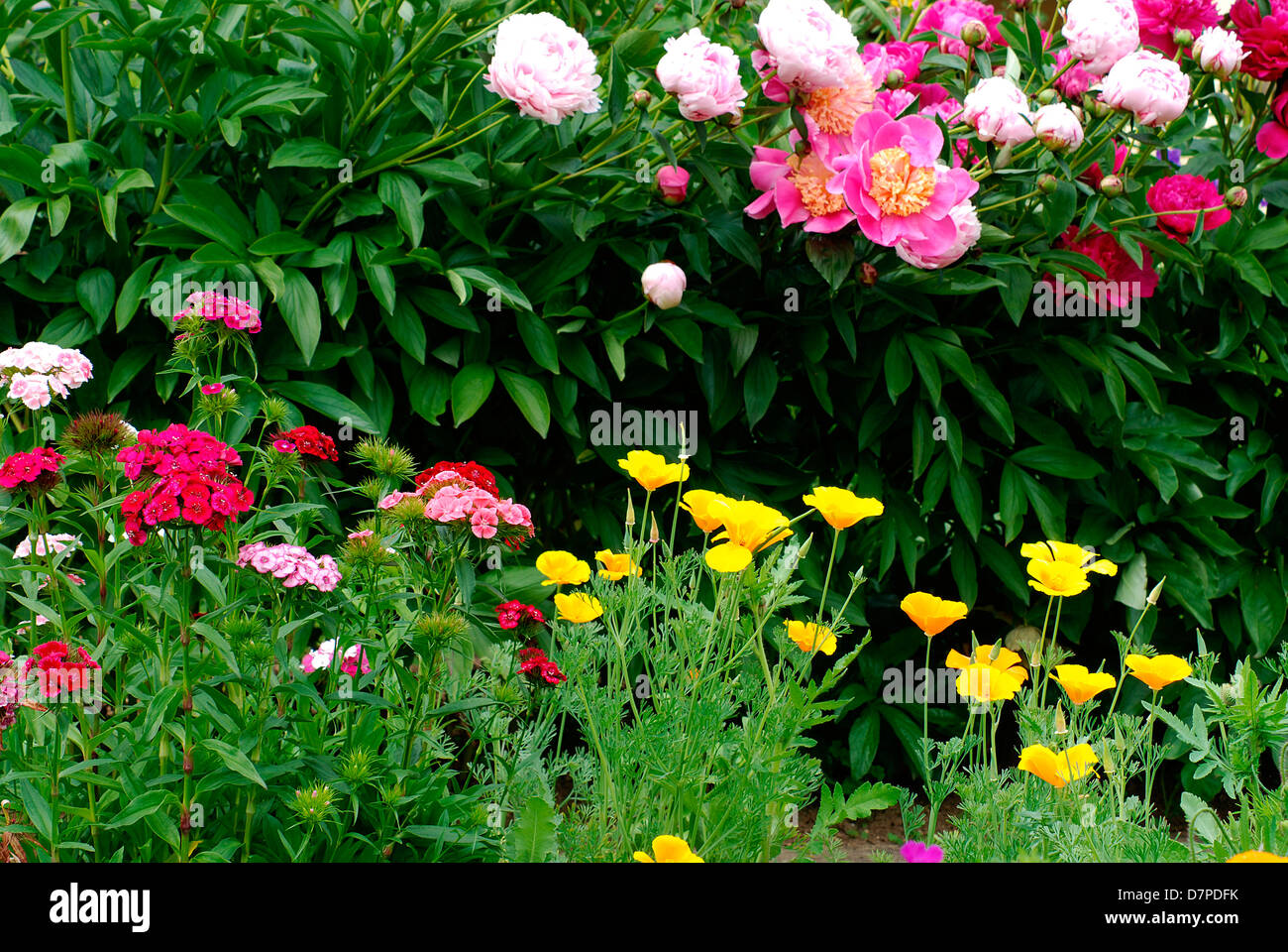 Various Flowers Images / A Vase With Various Flowers Vase Flowers ...