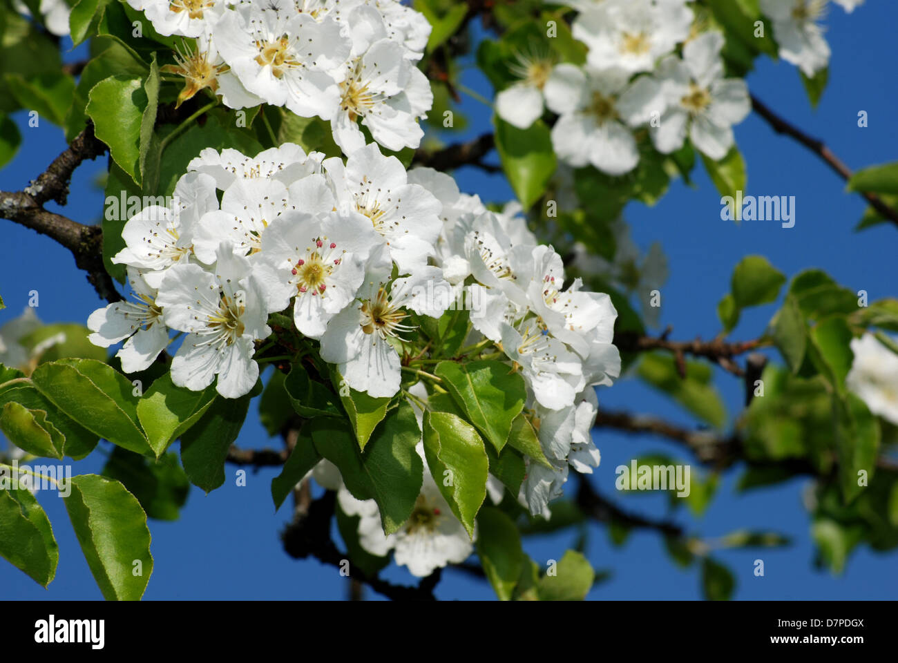 Birnbaum, Birnenbaum, The pear tree in blossom close-up view, Blueten des Birnbaumes in Nahansicht Stock Photo