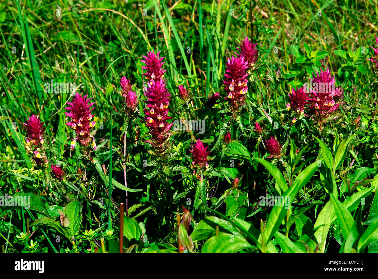 Field Cow-wheat - accumulation of a small group, Acker-Wachtelweizen - Ansammlung einer kleinen Gruppe Stock Photo