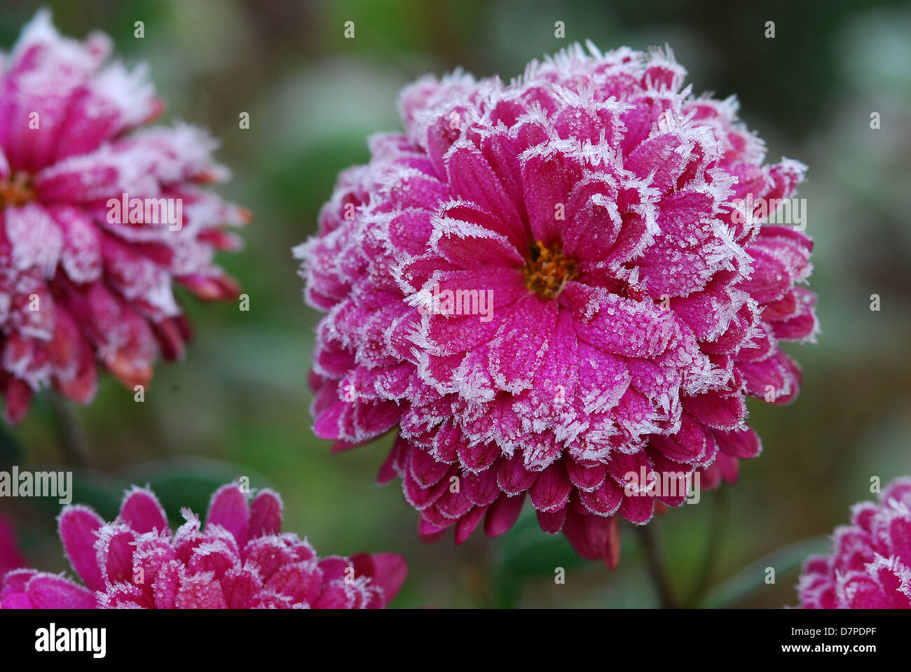 Aster, garden chrysanthemum blossoms covered with hoarfrost Aster, Garten Chrysantheme mit raureifbedeckter Bluete Stock Photo
