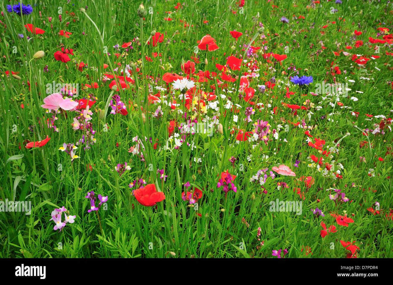 Field of wild mixed flowers ,selected to attract insects Stock Photo