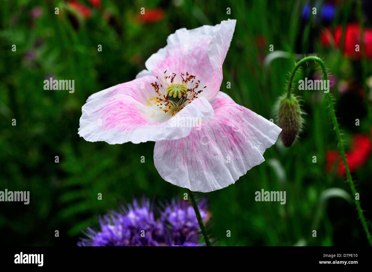 Field of wild mixed flowers ,selected to attract insects Stock Photo