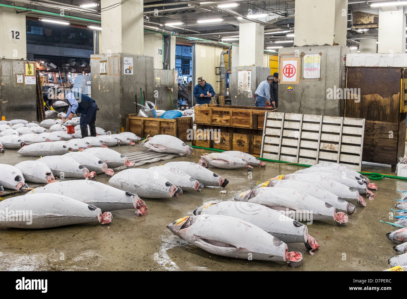 Japanese buyers inspect large frozen tuna fish on floor of warehouse in