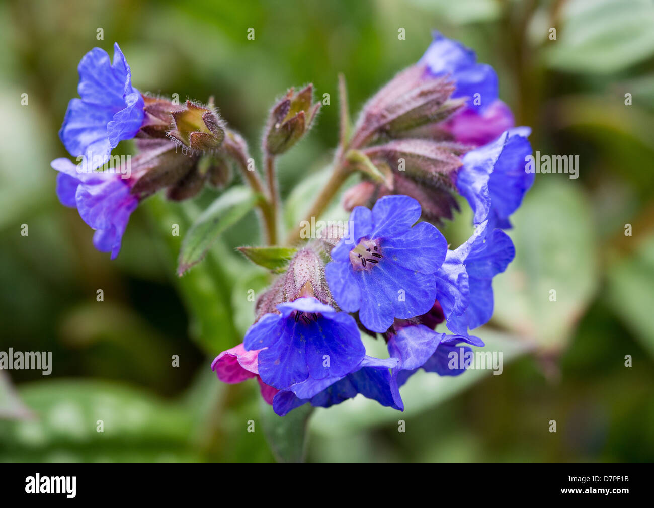 Pulmonaria or Lungwort, Spring 2013 Stock Photo
