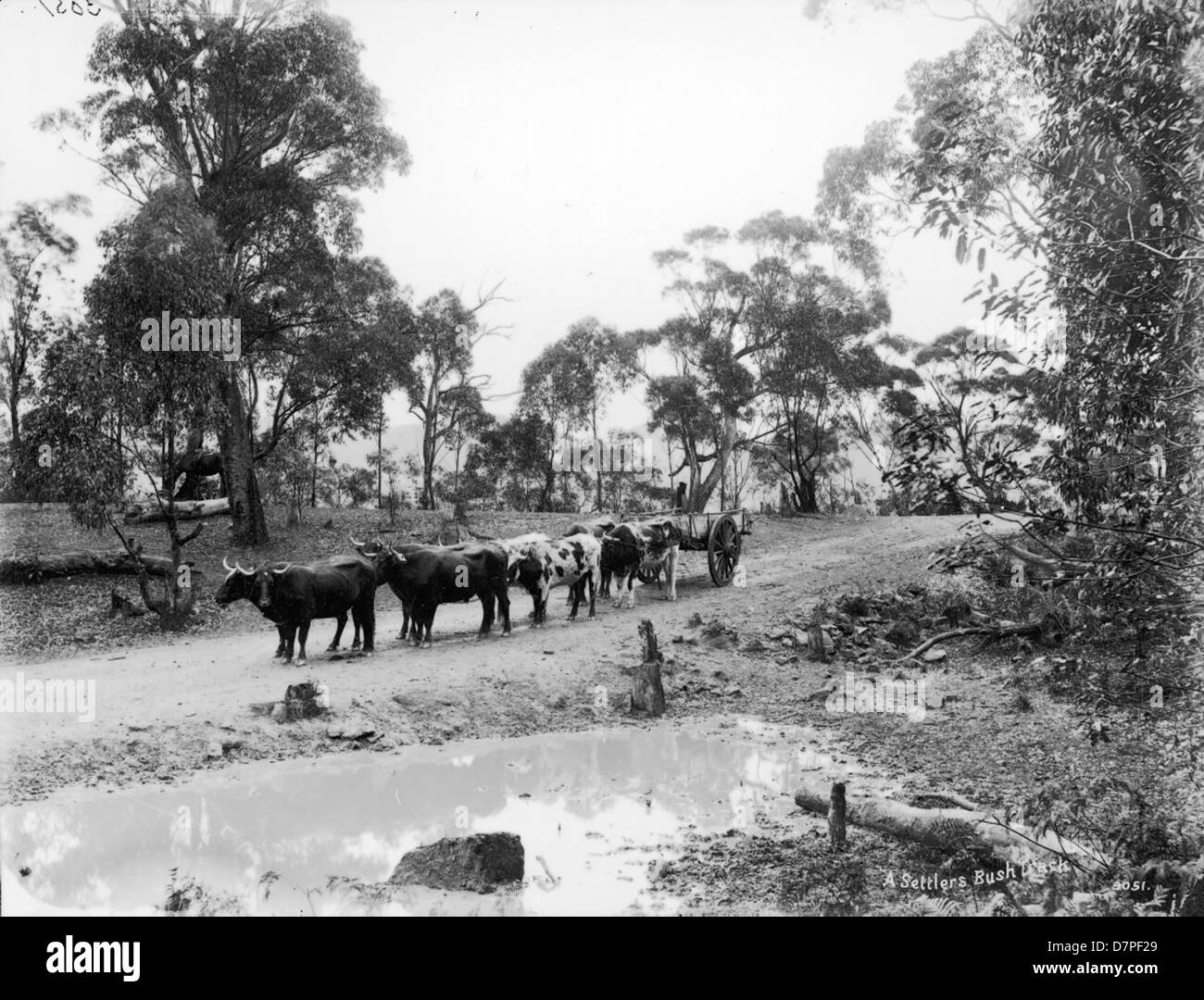 Bullocks on a settlers bush track Stock Photo Alamy