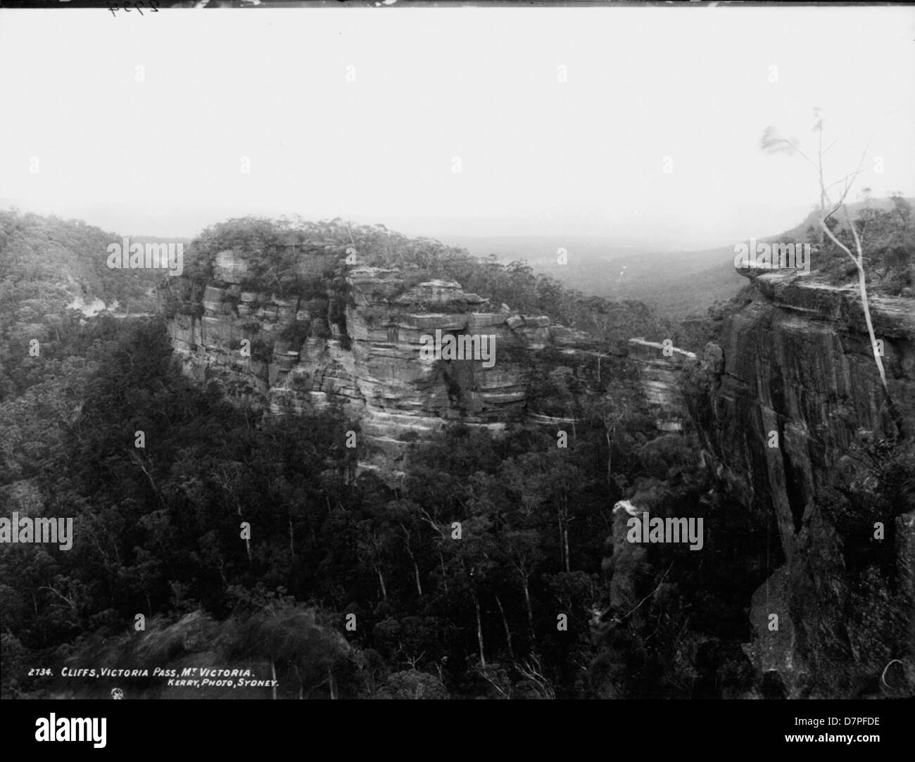 Victoria Pass Australian bushland powerhouse museum australianbushland badosa Black ...