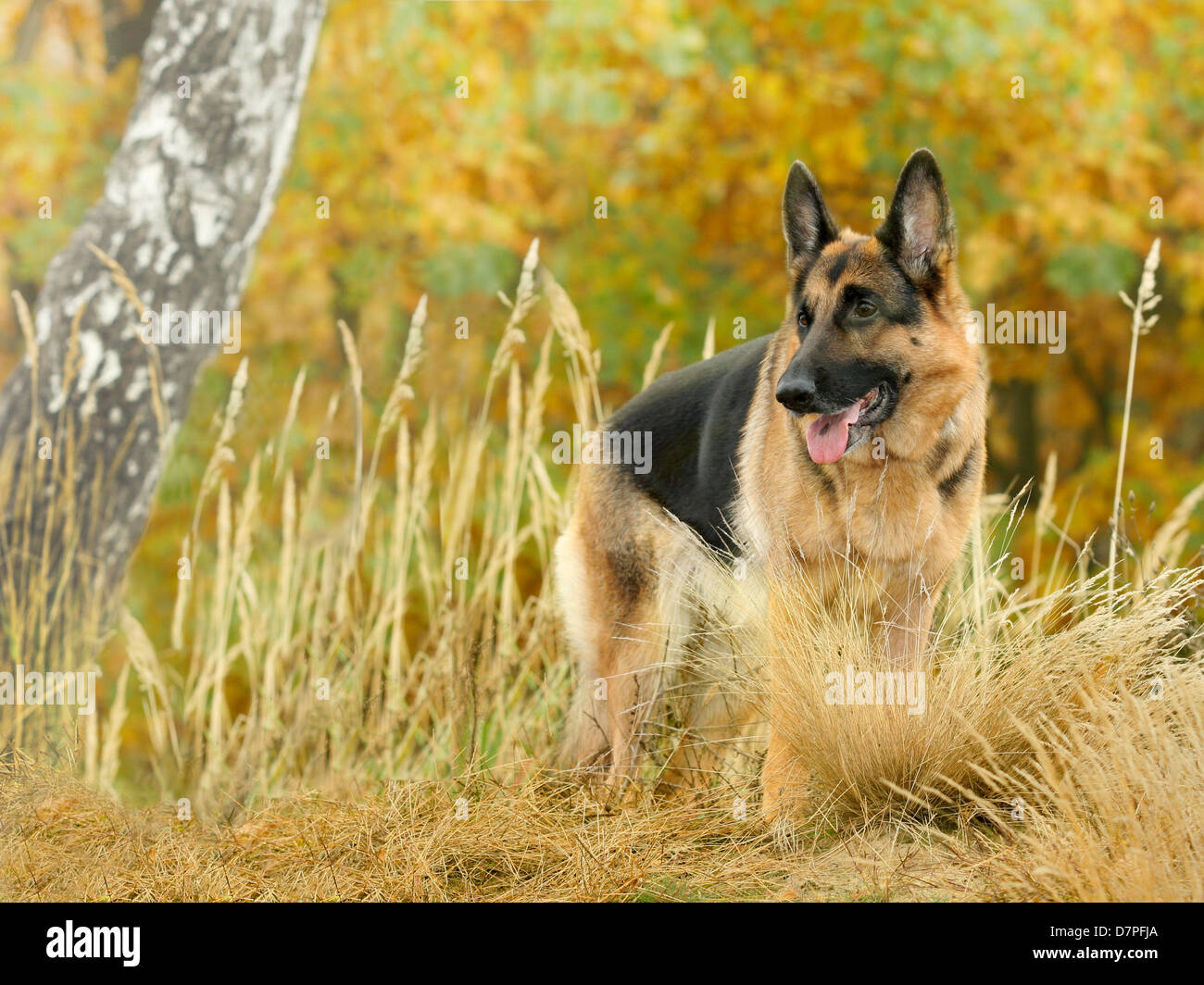 dog, German shepherd costs on a height, on the mountain in the autumn wood against beautiful yellow and green foliage Stock Photo