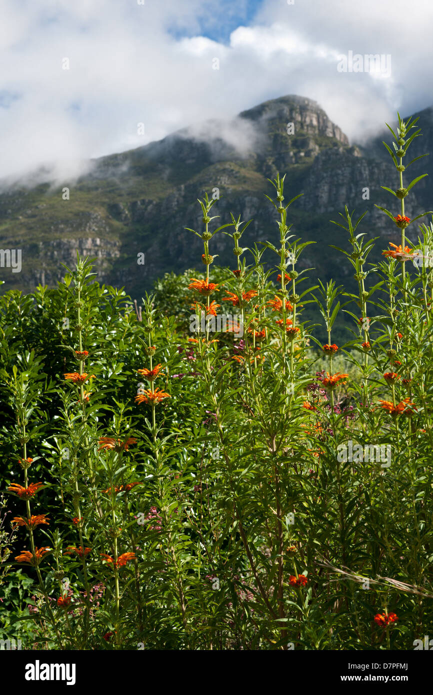 Leonotis leonurus, Kirstenbosch National Botanical Garden, Cape Town, South Africa Stock Photo