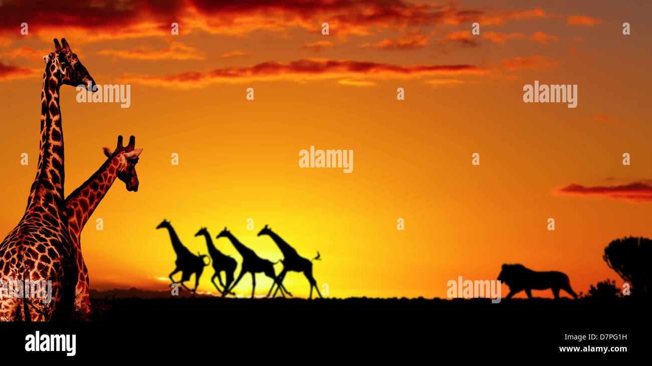 Alarmed giraffes run away in night savanna Stock Photo