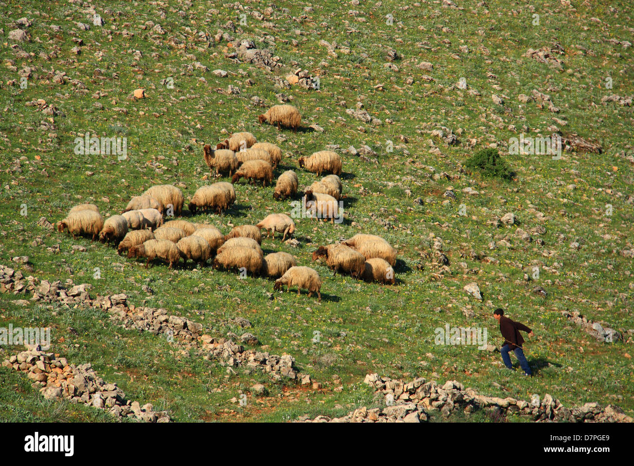 sheep eating grass on hill with their sheepman Stock Photo - Alamy
