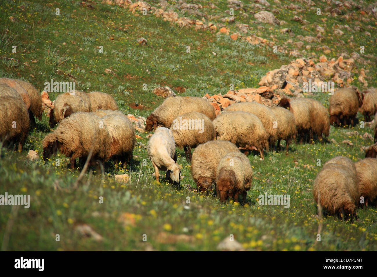 sheep eating on hill grass on summer day Stock Photo - Alamy