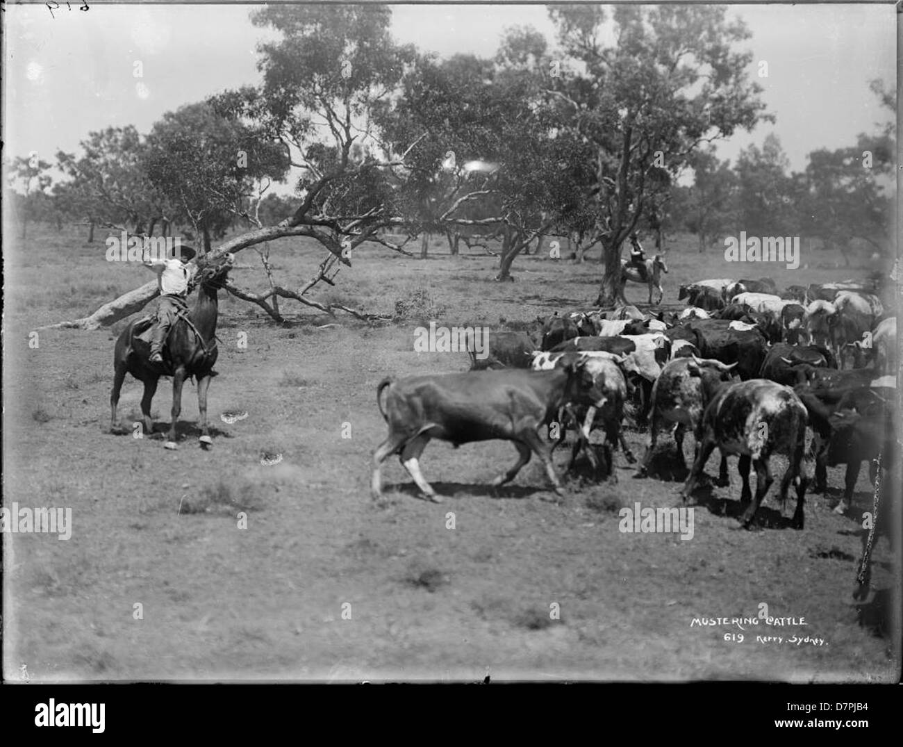 Stockmen and cattle, 1890-1900 Stock Photo - Alamy