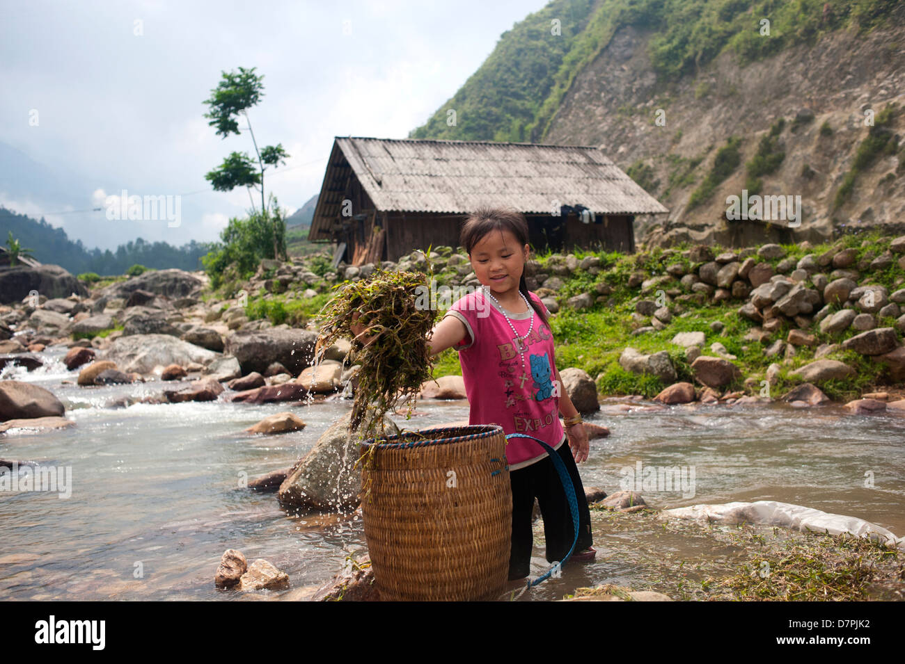 Sapa region, North East Vietnam  - Girl putting crops in a basket. Stock Photo