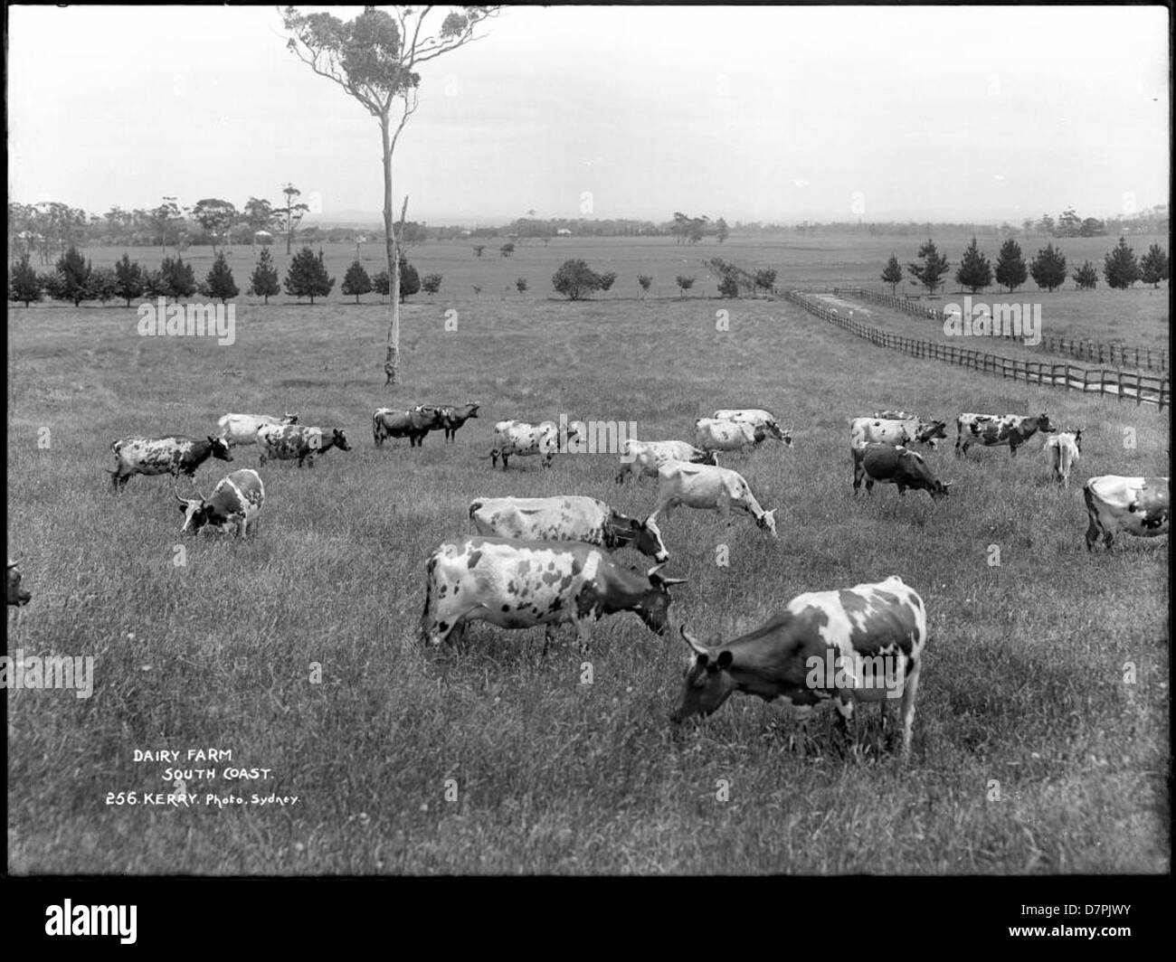 Dairy Farm, South Coast Stock Photo Alamy