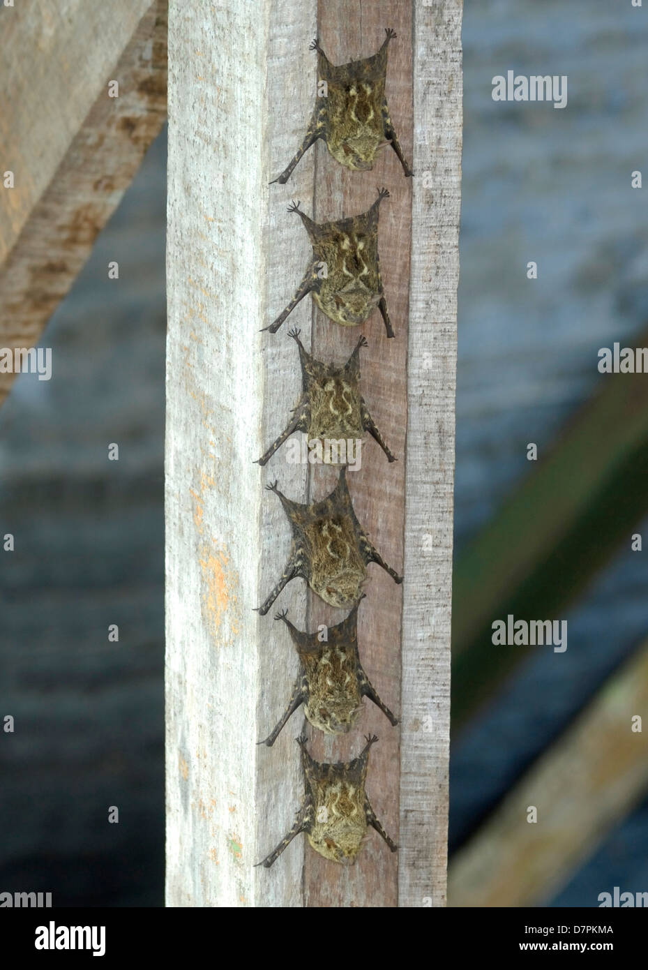 Proboscis Bats (Rhynchonycteris naso) roosting in Costa Rica. Stock Photo