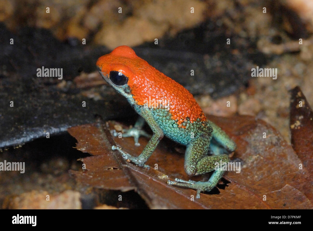 Granular Poison Dart Frog (Dendrobates granuliferus) in Costa Rica rainforest Stock Photo