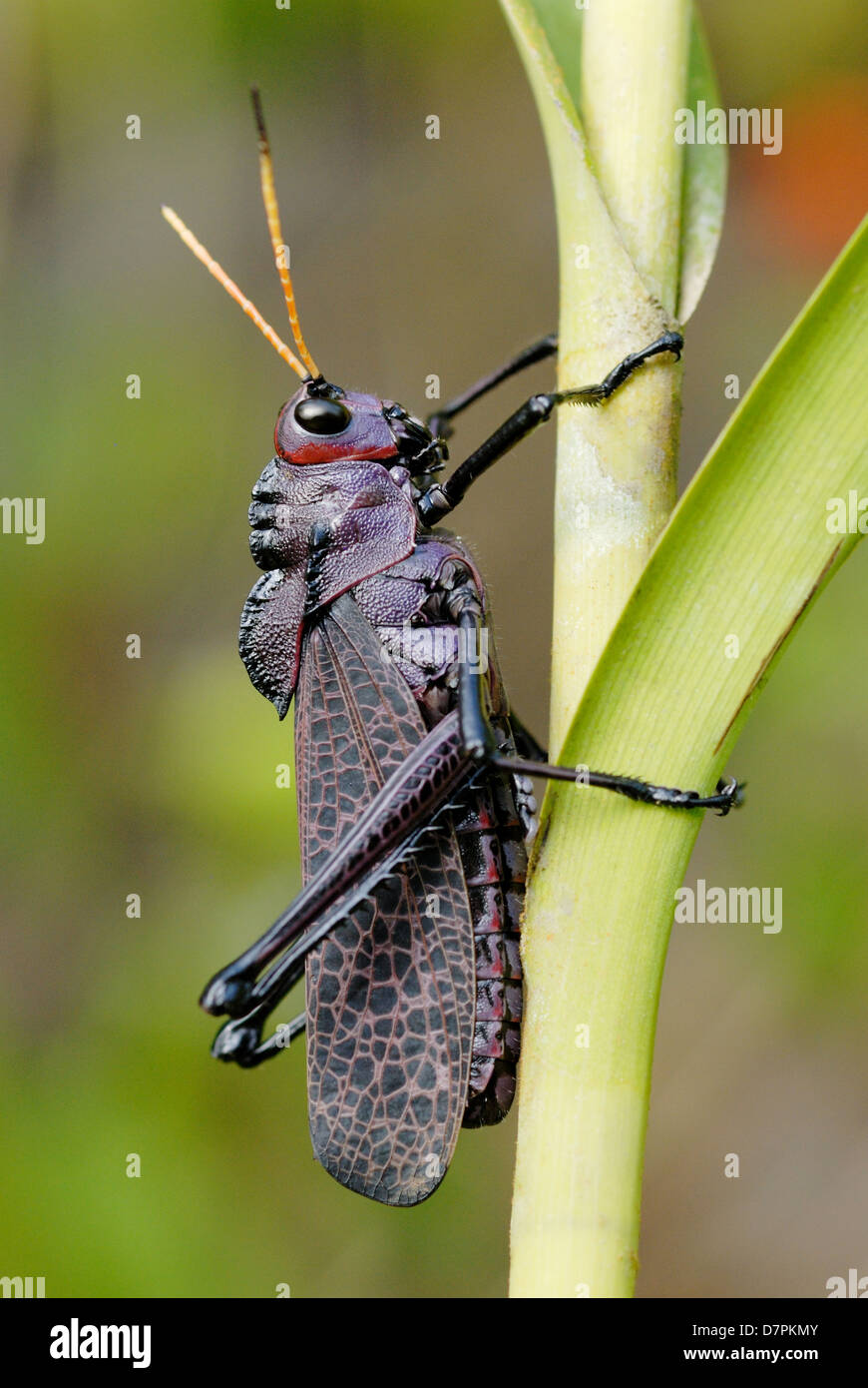 Purple Lubber Grasshopper (Taeniopoda reticulata) in Tortuguero National Park, Costa Rica. Stock Photo