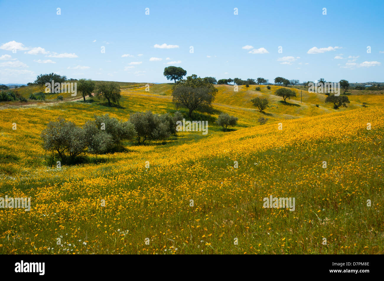 Yellow flowered valley Stock Photo Alamy