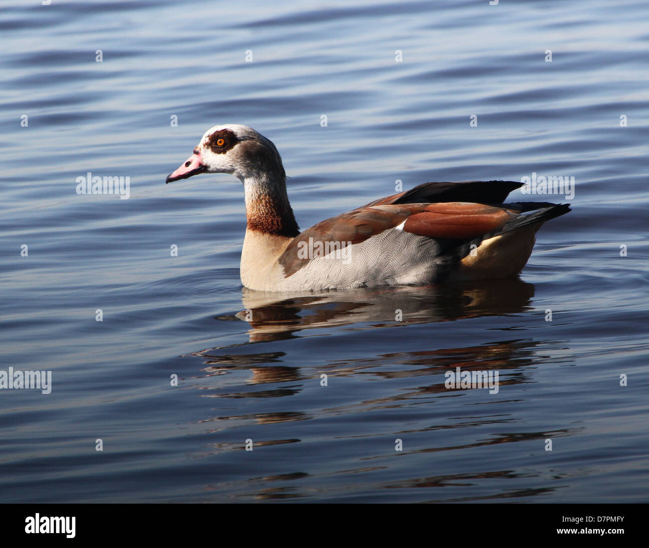 Male Egyptian Goose (Alopochen aegyptiaca) swimming in a lake Stock Photo