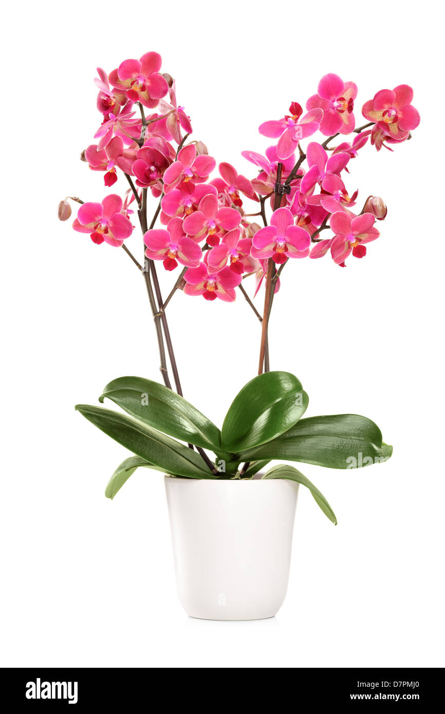 Pink orchid in a white pot with many flowers, isolated on white background Stock Photo