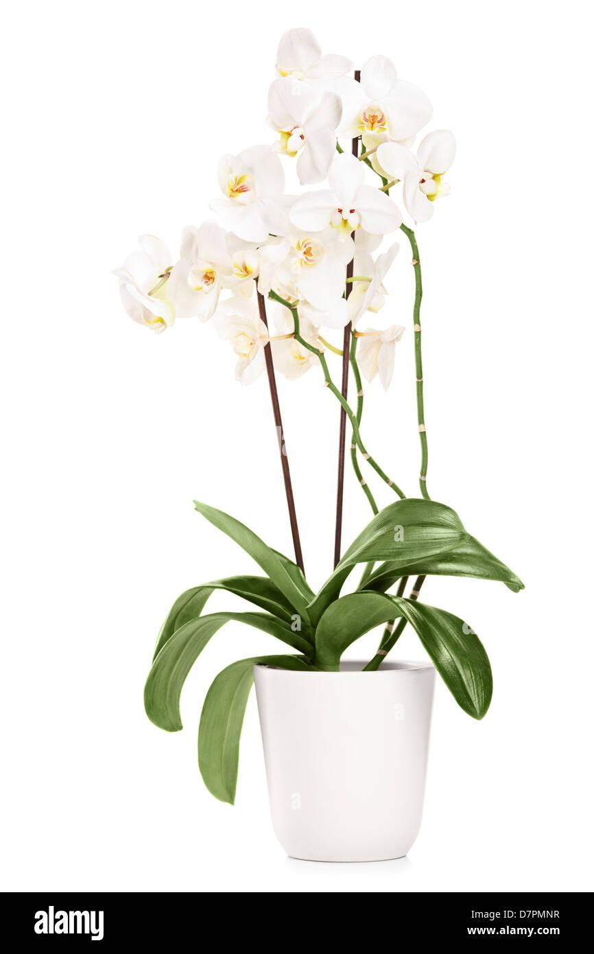 White orchid in a white pot with many flowers, isolated on white background Stock Photo