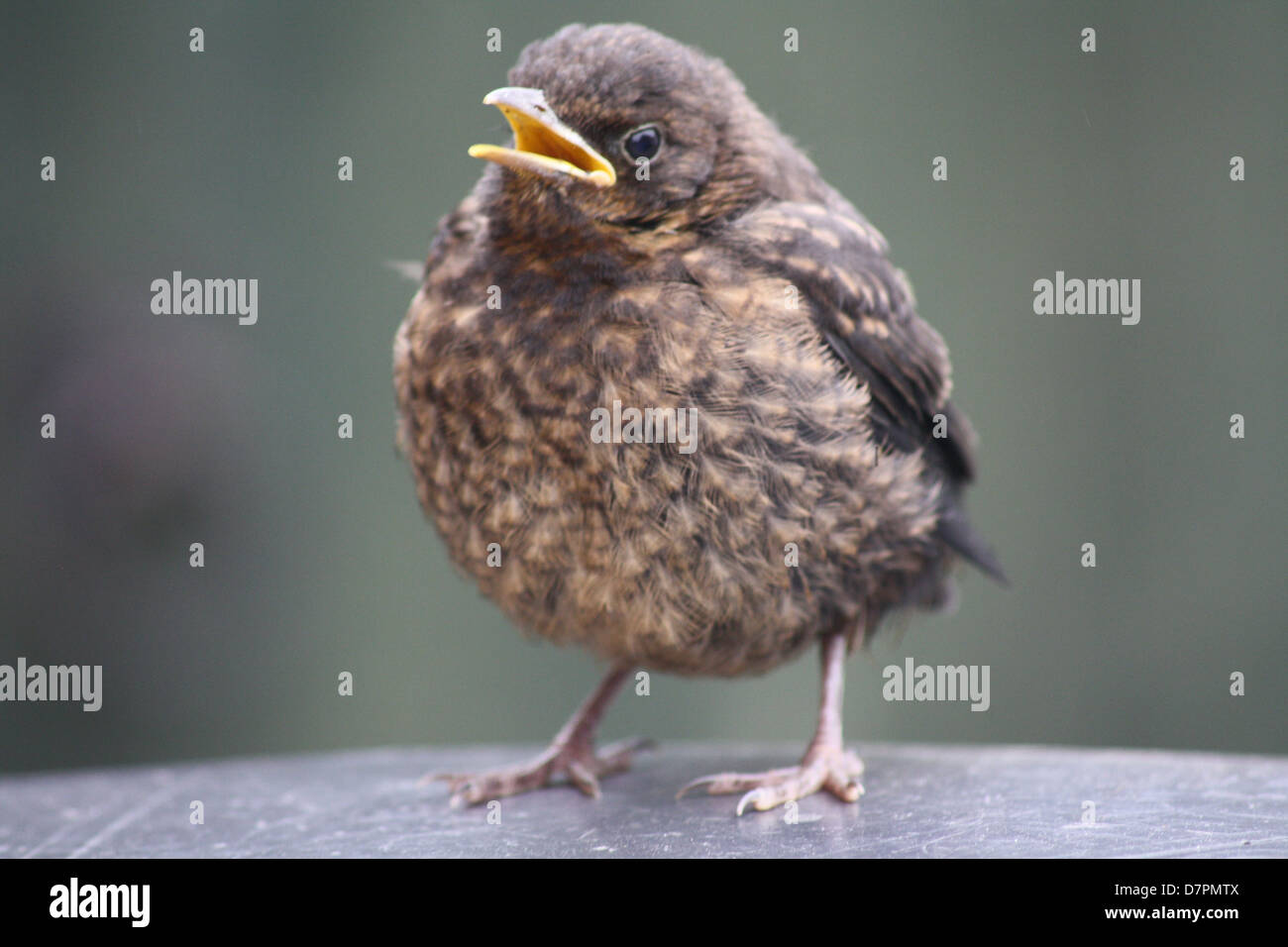Young baby blackbird squawking in garden April 2013 Stock Photo Alamy
