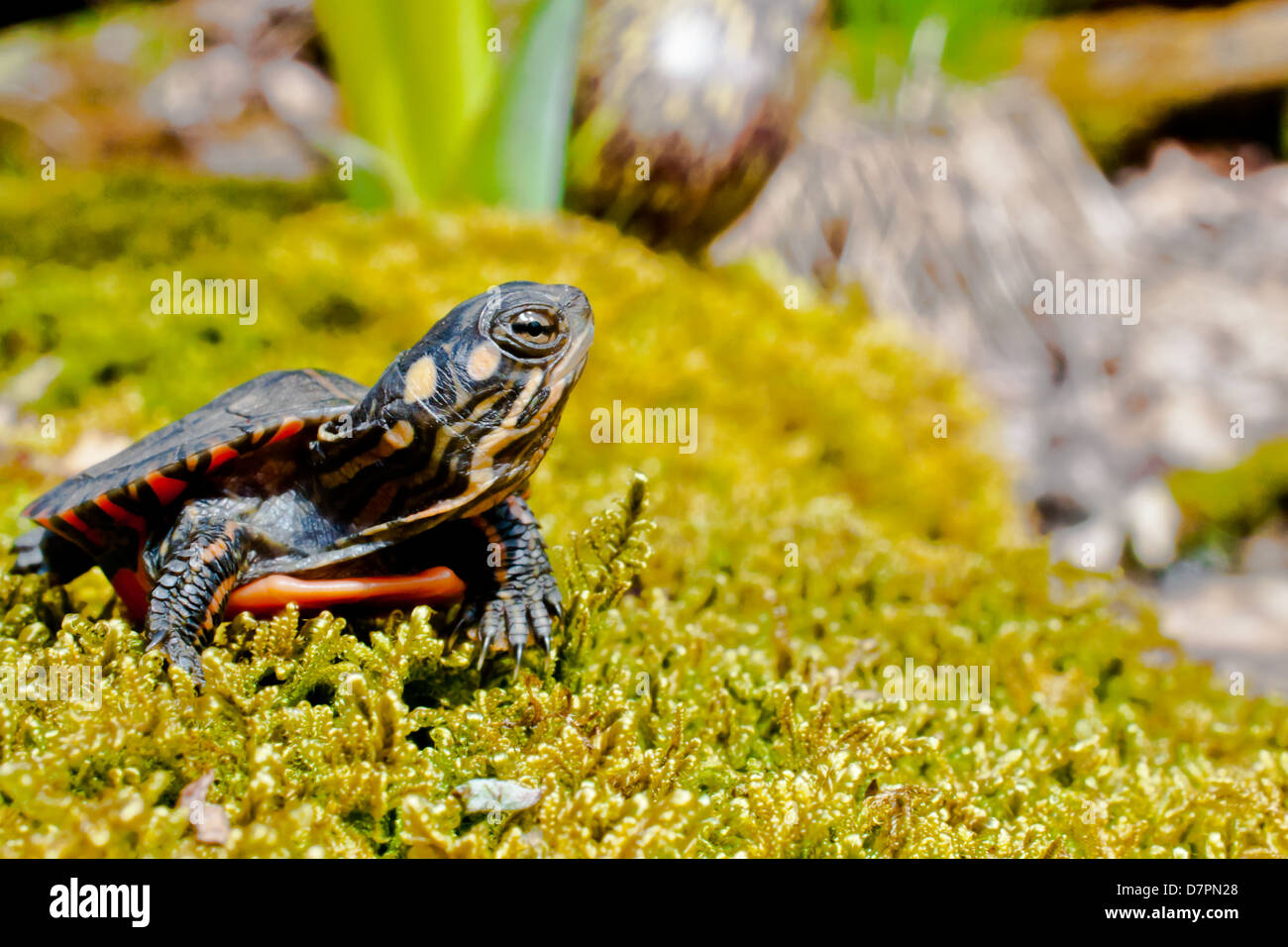 Eastern Painted Turtle Stock Photo Alamy