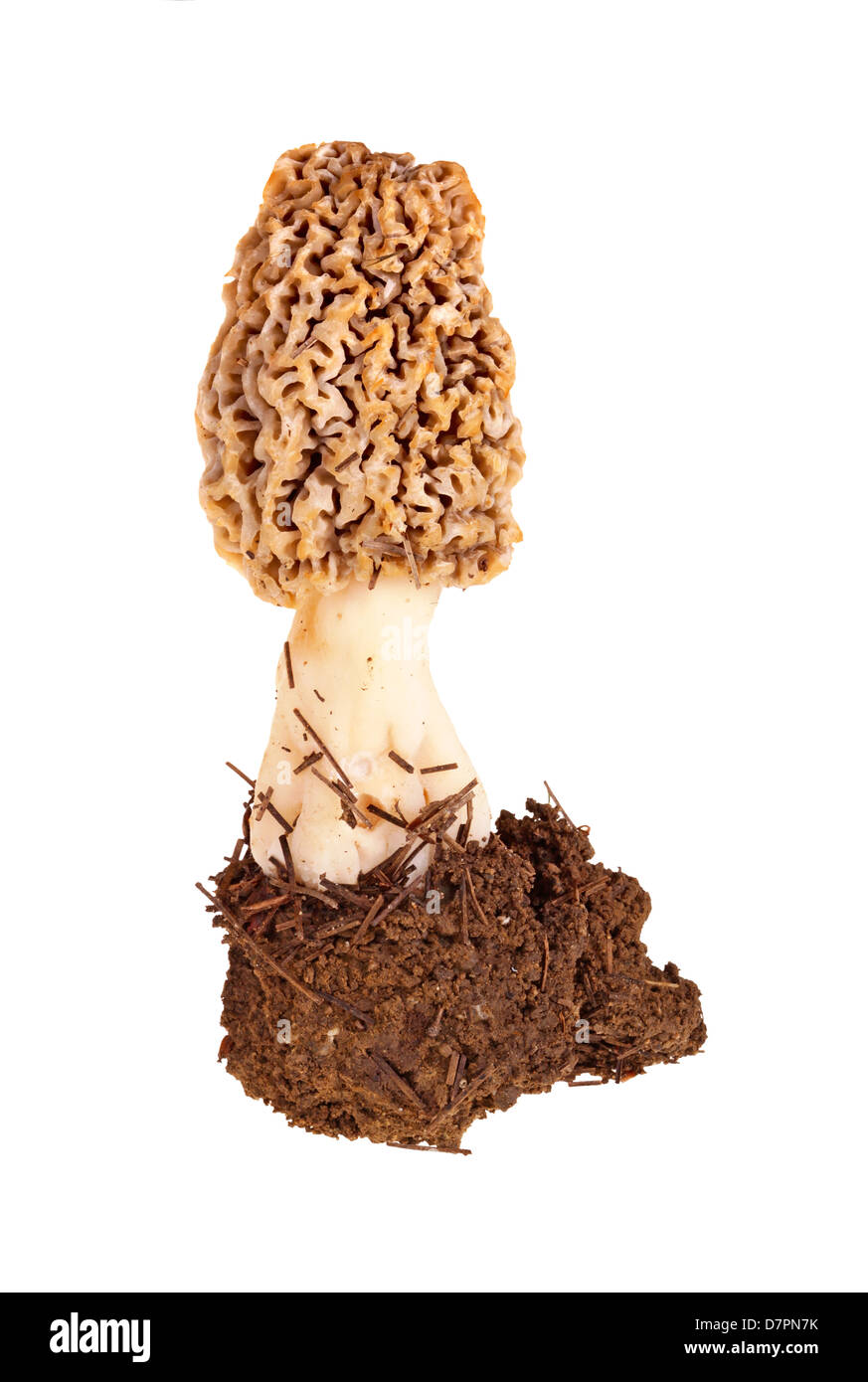 Morel mushroom hires stock photography and images Alamy