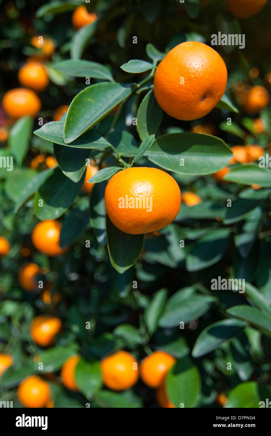 Vertical view of miniature Kumquat trees on sale in the street for Tet, Vietnamese New Year. Stock Photo