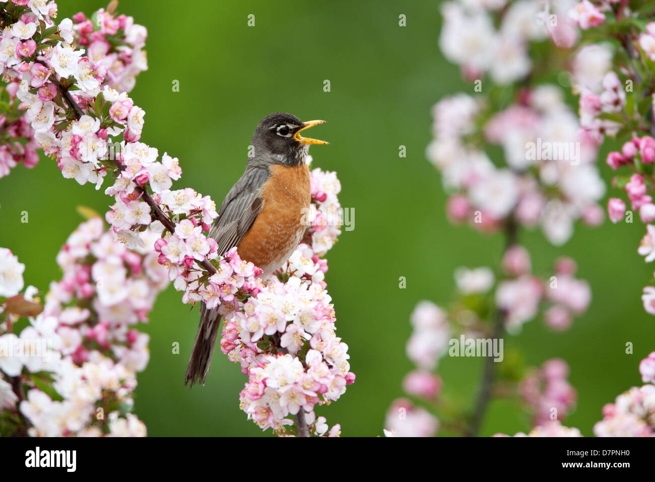 American Robin Singing in Crabapple Tree bird songbird Ornithology Science Nature Wildlife Environment Stock Photo
