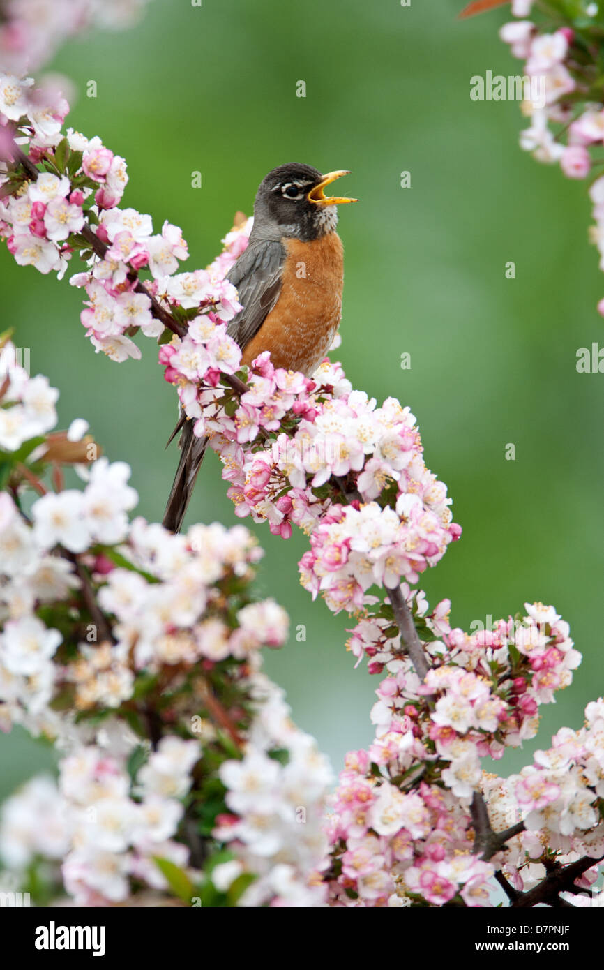 American Robin Singing in Crabapple Tree - vertical bird songbird Ornithology Science Nature Wildlife Environment Stock Photo