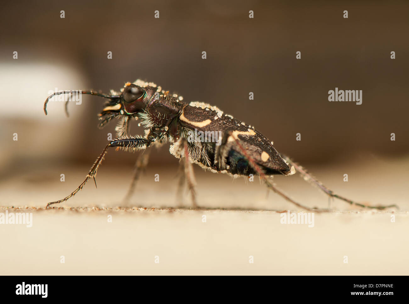 Cicindela hybrida Stock Photo