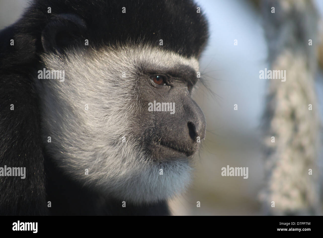 Columbus monkey hi-res stock photography and images - Alamy