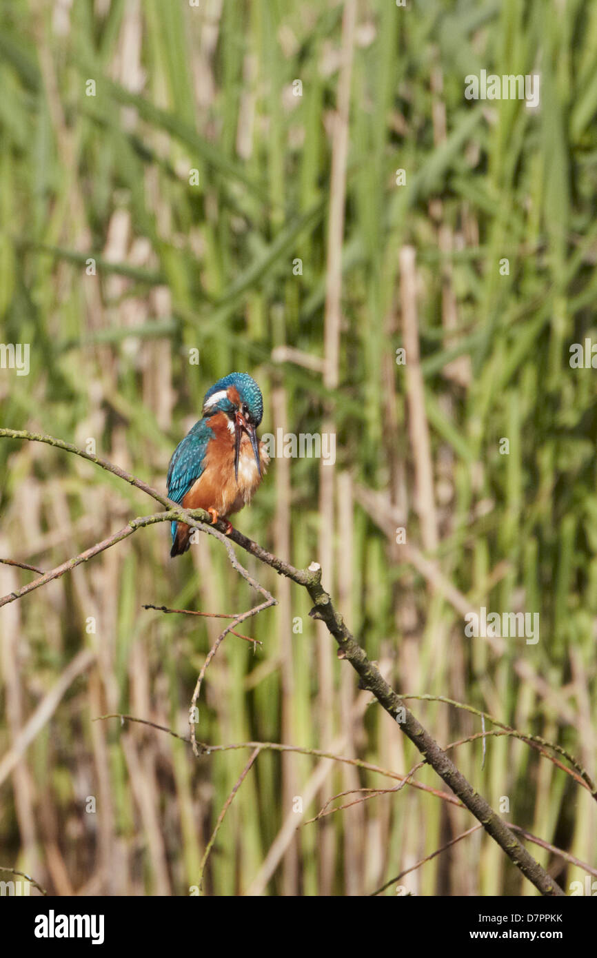 Male kingfisher (Alcedo atthis) preening its feathers on branch Stock Photo
