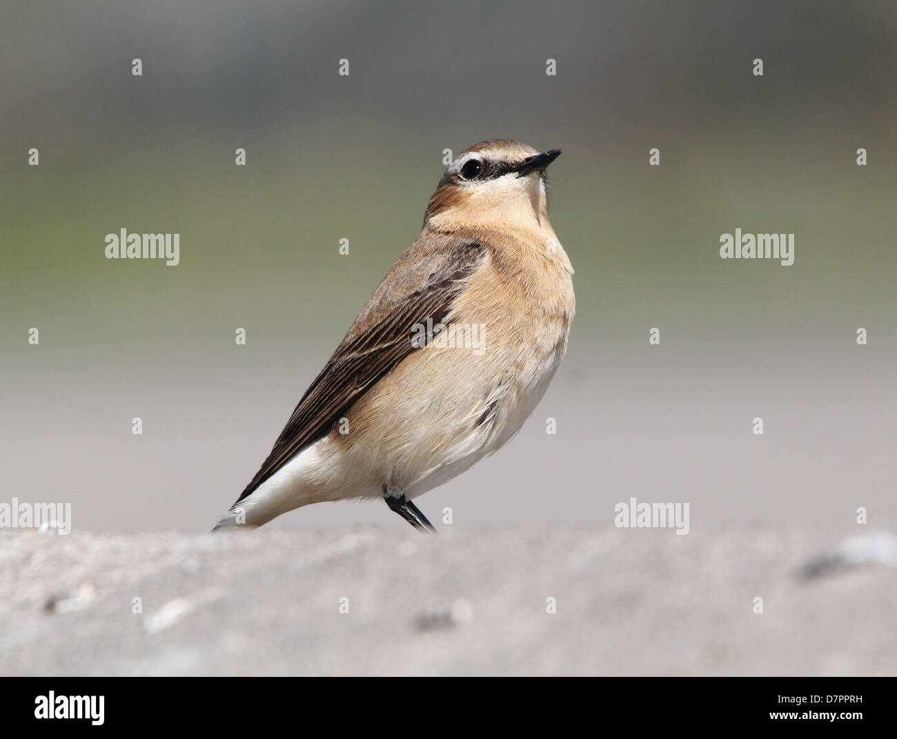 Detailed close up of a female Northern Wheatear (Oenanthe Oenanthe) posing Stock Photo