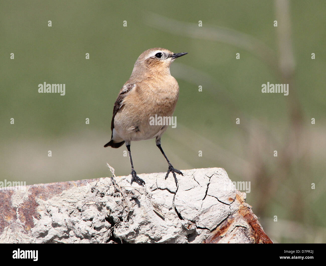 Detailed close up of a female Northern Wheatear (Oenanthe Oenanthe) posing Stock Photo