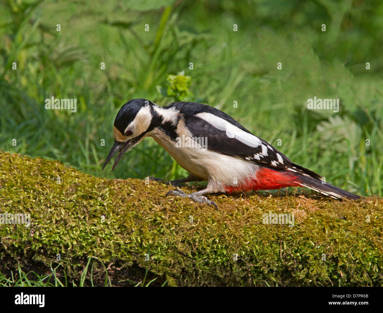 Great spotted woodpecker perched on log Stock Photo