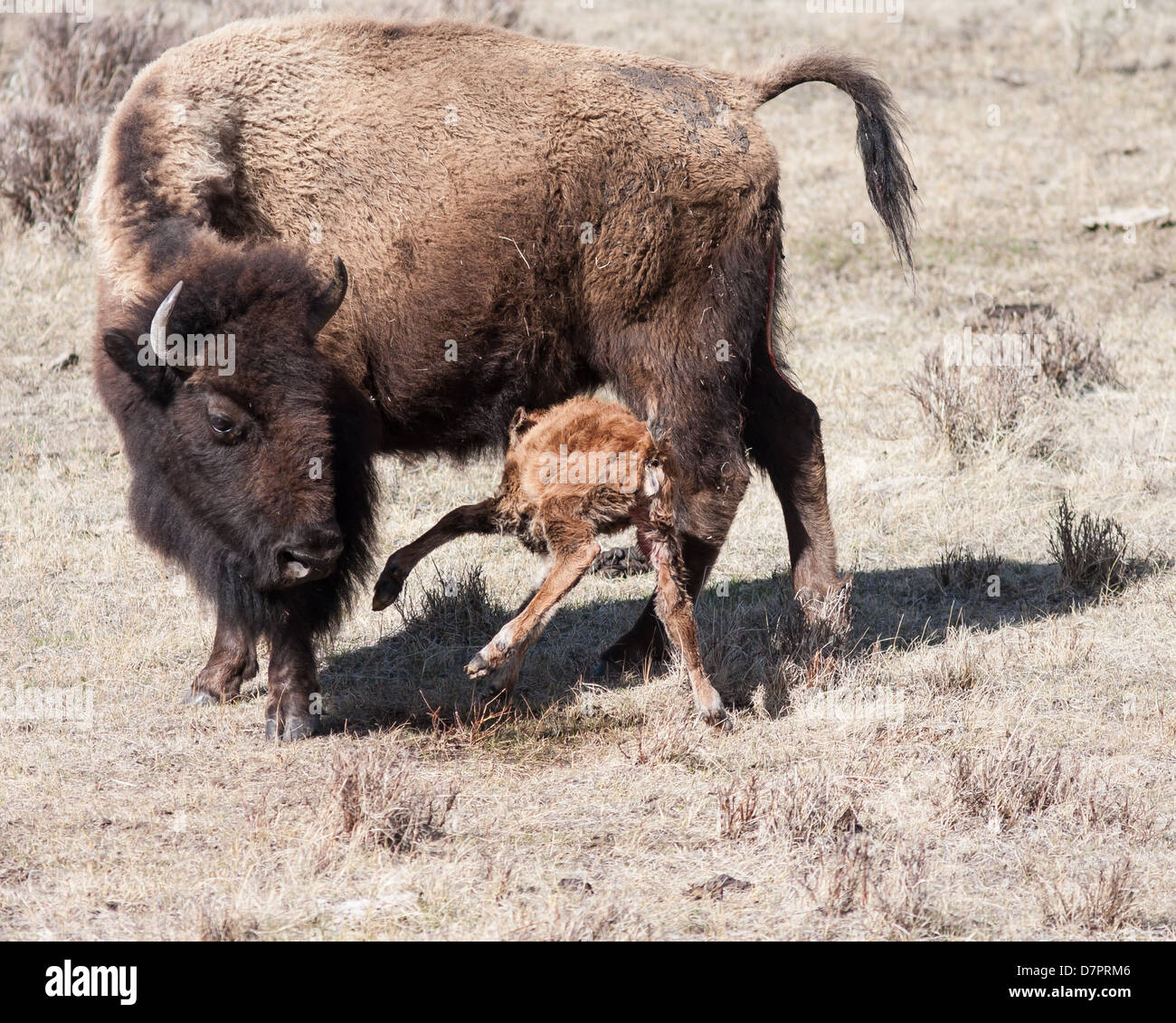Mother bison and her new born calf eating. Stock Photo
